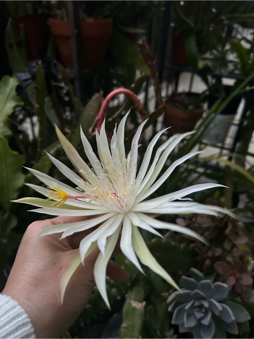 2 Cuttings Fragrance White Hookeri Epiphyllum orchid cactus (with roots) - Picture 7 of 7